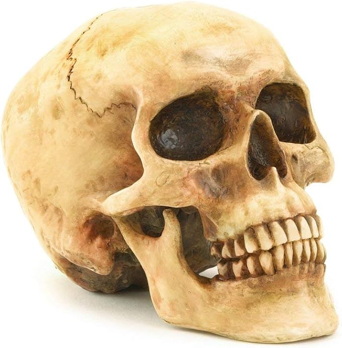 Grinning Highly Realistic Replica Human Skull Statue Home Décor 6.5x4.25x4.6" - sugar skull garden decor