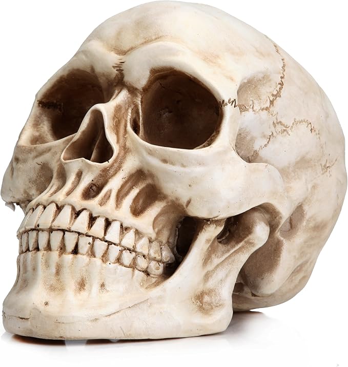 READAEER Resin Skull, Human Head Model for Home Decoration, Halloween Statue, Skull Model for Bookshelf and Desktop (White) - sugar skull figurine collectible