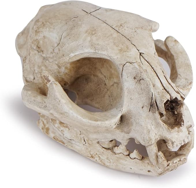 Halloween Resin Cat Skull Skeleton Model Figurine Animal Scary Skeleton Props for Home Décor Aquarium Fish Tank Landscape Collectible Teaching Prop - sugar skull figurine collectible