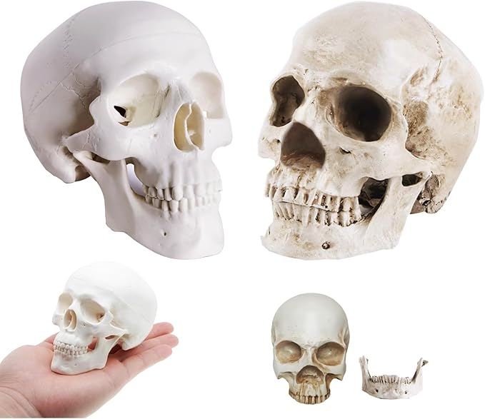 2-Pack Mini Skulls Décor, Human Skull Model Anatomy Skull Model for Studying,Tiny Resin Skulls, Drawing Model Skull Figurine, Small Skull Head for Students,Art Gift - sugar skull figurine collectible