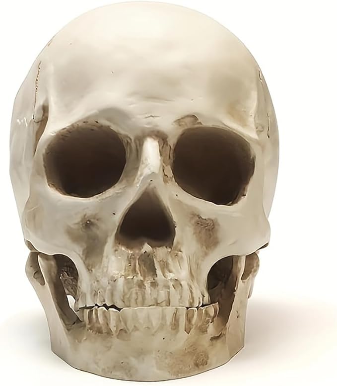 SOACH Resin Skull, 1:1 Human Skull, Human Head Model for Home Decoration, Halloween Statue, Bone Model, Model Anatomical Medical Skeleton, Jaw is Movable (White) - sugar skull figurine collectible
